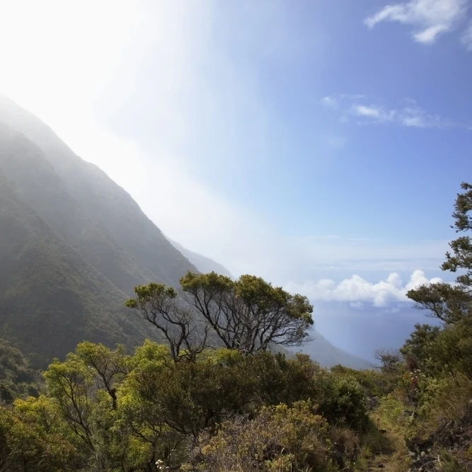 Hawaii Maui Lush foliage in Kaupo Gap. Poster Print (19 x 12) |