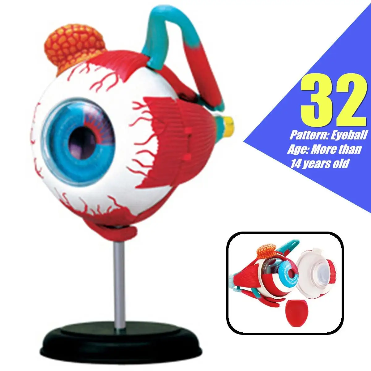 

Assembly Eyeball Teaching Anatomical Model Study Learning Instrument Science Toy Educational Medical Science Resource Detachable