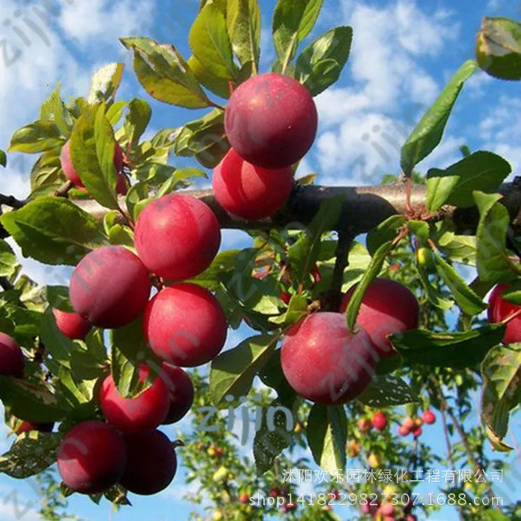 

10pcs Brin Plum Bonsai Very Tasty Prune Fruit Bonsai Tree Jardin Bonsai Vegetables And Fruits Pot Plant Easy Grow Free Ship