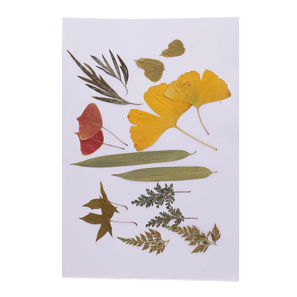 

16 Piece Natural Real Dried Flowers Leaves Embellishment For DIY Craft Scrapbook Jewelry Making Resin Casting