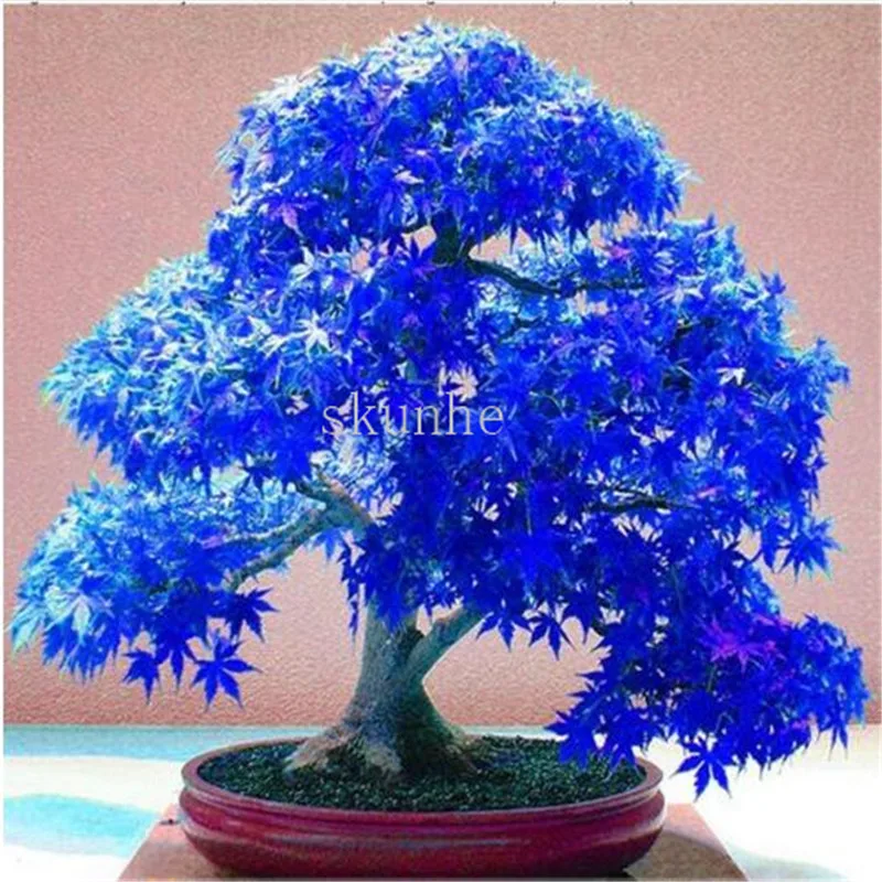 

Real Japanese Ghost Blue Maple bonsais Rare Balcony Bonsai Tree plants for home garden 30pcs Free Shipping