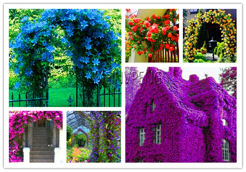 

Big Sale!Rock Cress,Aubrieta Cascade PERENNIAL FLOWERING GROUNDCOVER flower bonsai for flower pot planters wift like,100garden