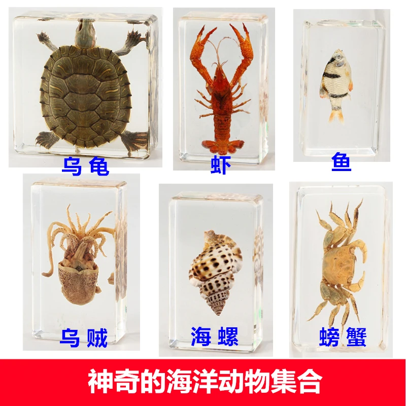 

Kindergarten Teaching Real Ocean Animal Crab A Squid Resin Specimen Tortoise Octopus Hermit Crab Crayfish