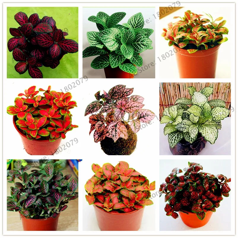 

100pcs/bag Fittonia Verschaffeltii flores, bonsai plant for home and garden,indoor office decoration