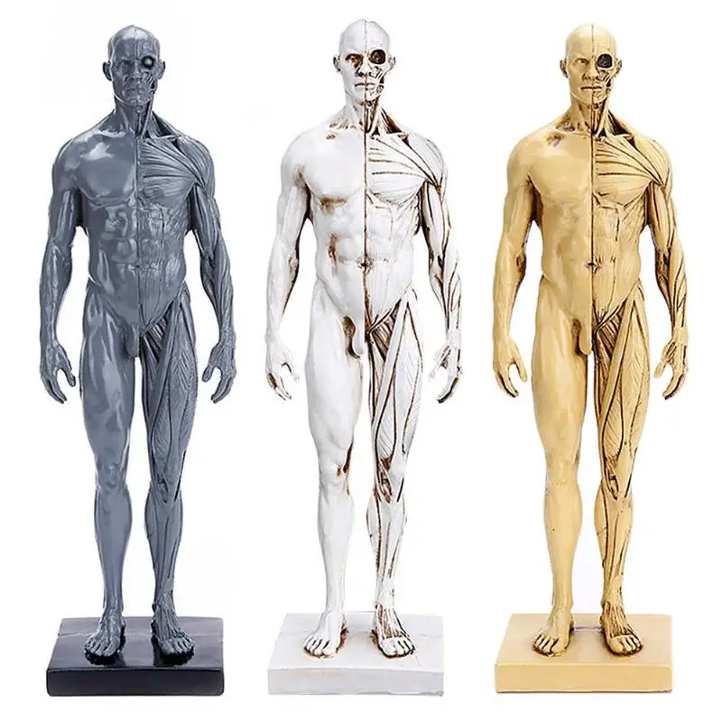 

VODOOL 30 cm Human Body Muscle Resin Statue Sculpture Manikin Medical Teaching Model Decor Student School Craft School Supplies