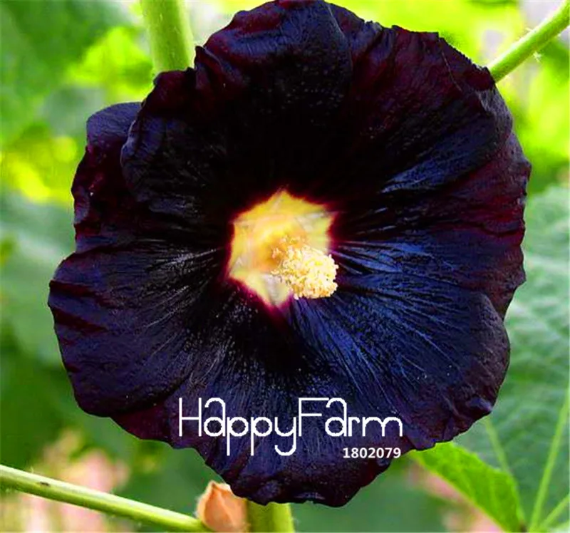 

100 Pieces/Bag New Fresh Black Nigra Hollyhock Bonsai Special, beautiful, Perennial,DIY Home Garden Flower Plants