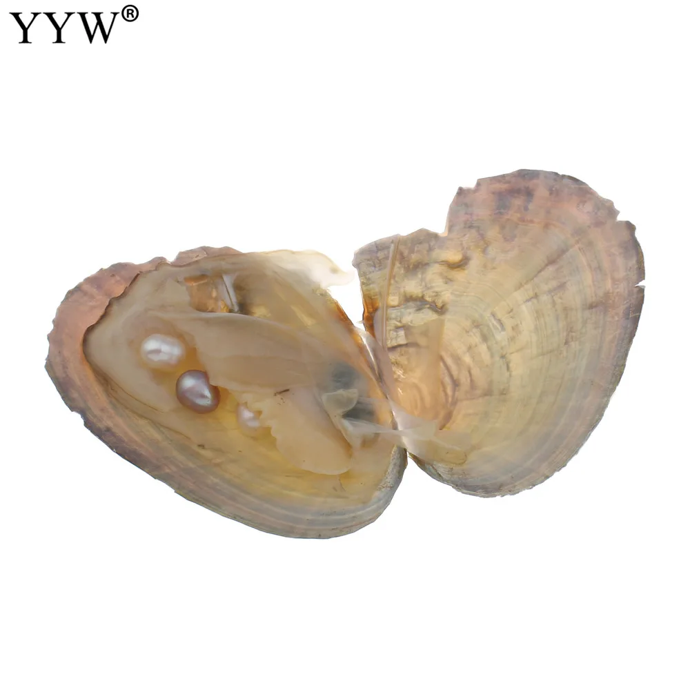 

10Pcs shwater Shell Wish Pearl Oyster Vacuum-packed with 3 color Pearl Inside Pearls Mysterious Surprise