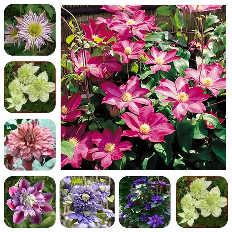 

50pcs Clematis Climbing Bonsai Flower Flores Garden Deocr Balcony Climbing Llants Seedsplant Easy To Grow Plantas