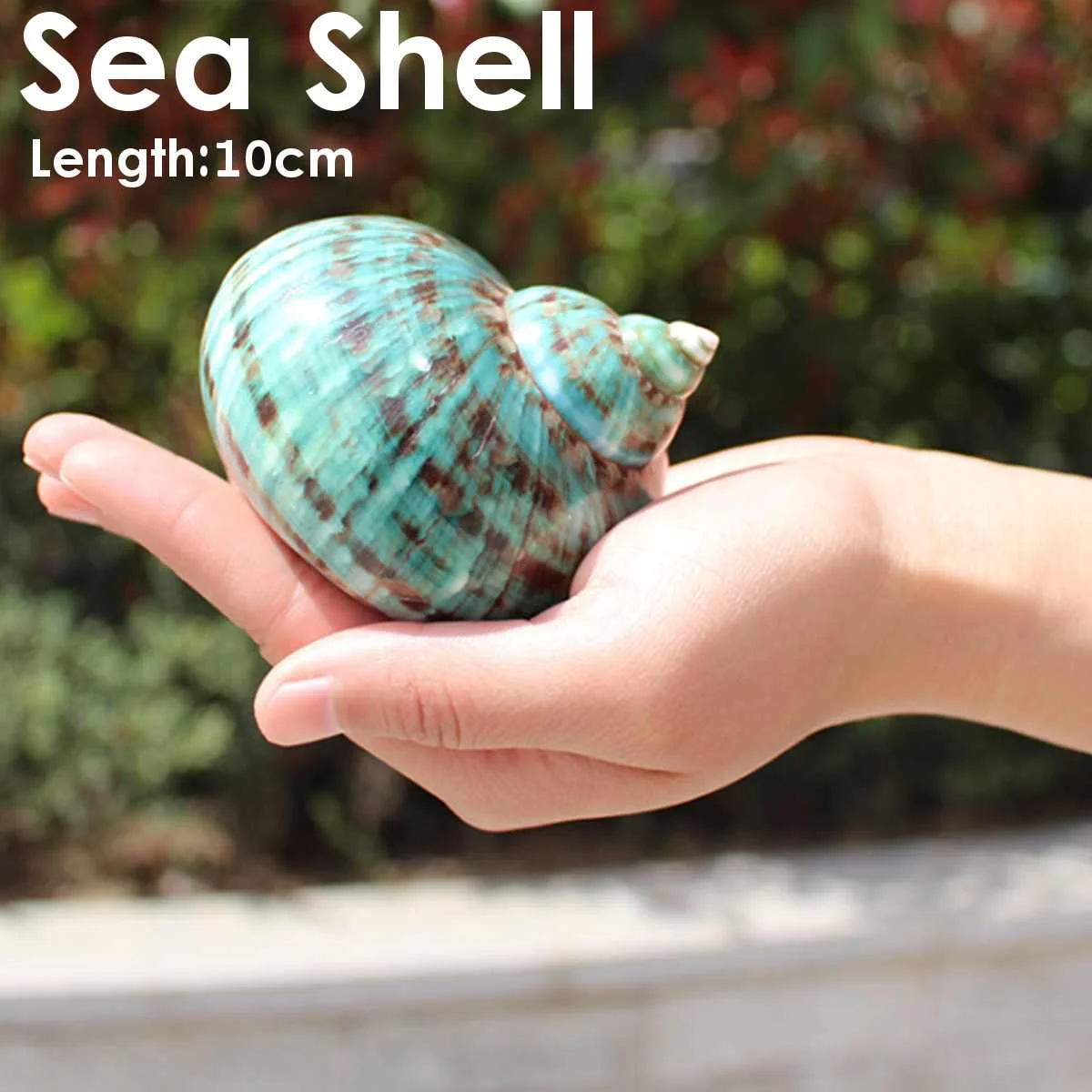 

10m Green Big Conch Home Furnishing Marine Sea Decor Fish Dry Aquarium Decor Natural Shell Craft snail Ornament wedding festival