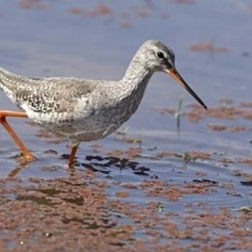 Птица Redshank Ranthambhor национальный парк Индия плакат печать Jagdeep Rajput (26x18) | Дом и сад