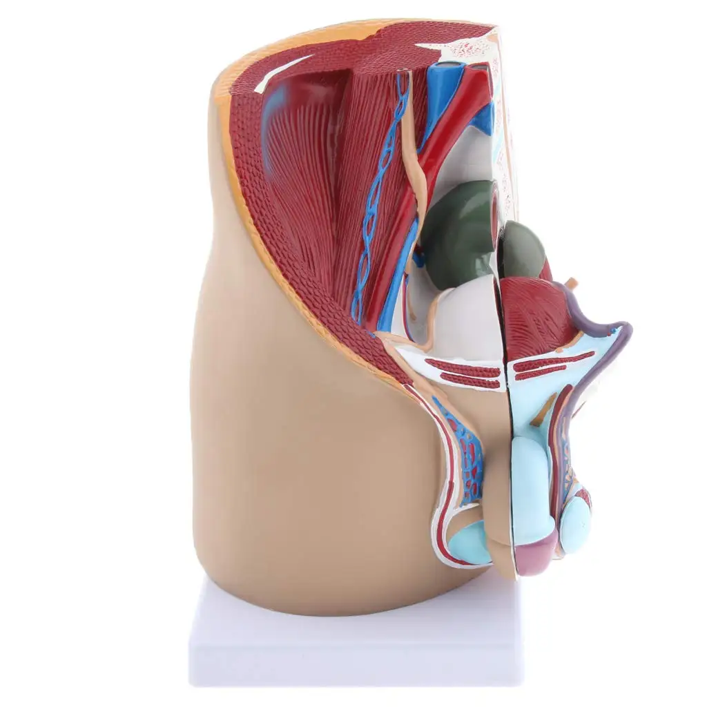  Human Male Prostate Model Structure Medical Anatomical Model for School Teaching Tool Learning Disp - 32975050750