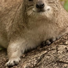 Танзания Serengeti NP Hyrax дикой природы плакат печать Джо &amp Мэри Ann