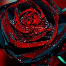 Лидер продаж! 100 шт. цветок бонсай голландская Роза для любителей растений Оранжевый Зеленый Радуга Редкие 24 цвета на выбор DIY дома Садоводство цветок