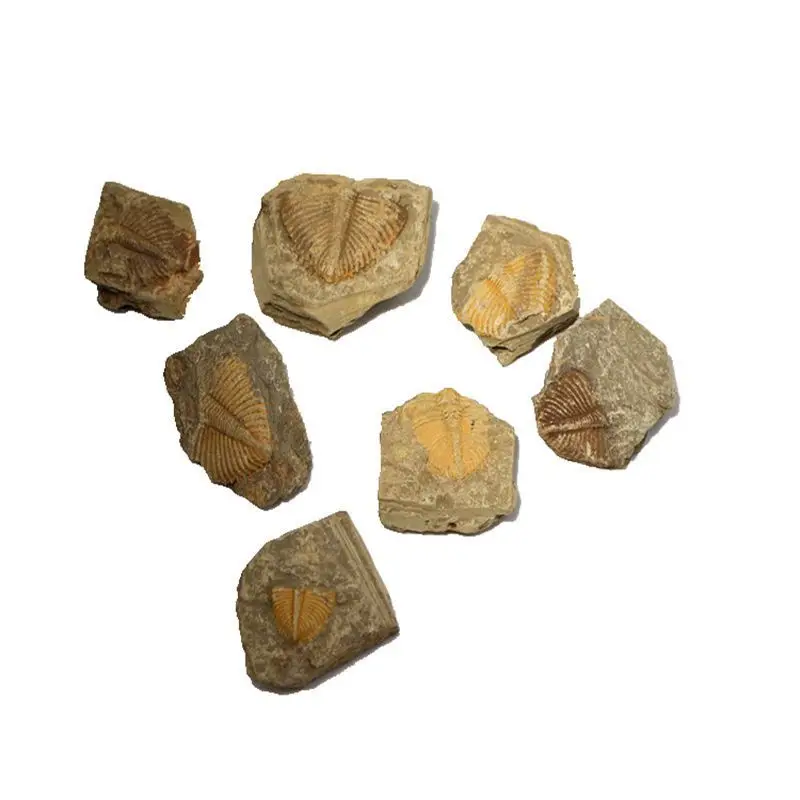 Натуральный Trilobite Fossil Brachiopod коралловый и кончестрака трилобит короны хвост