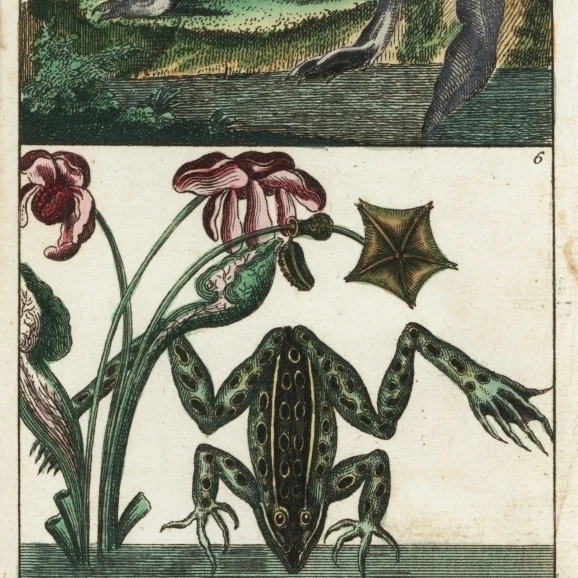 Парадоксальная лягушка и лабиринт Жаба-лягушка плакат печать Florilegius Mary Evans (18X24) |