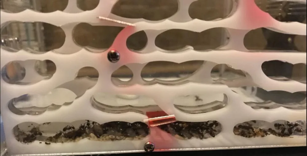 Большая двойная водная башня акриловое Муравьиное гнездо для детей научное исследование DIY установка клетки насекомых муравей домашнее животное муравей ферма