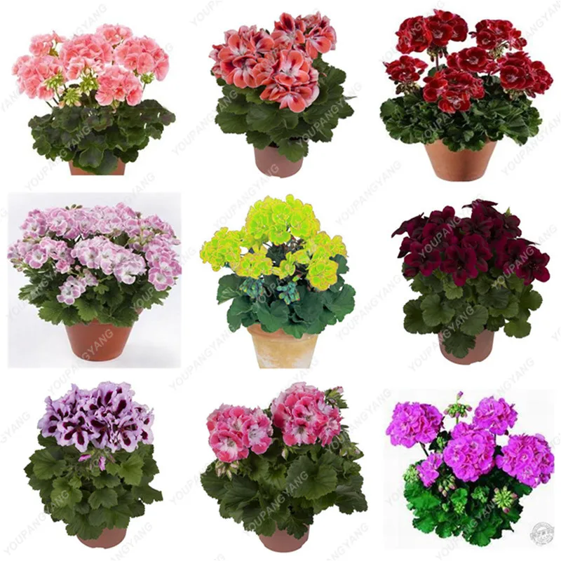 

50Pcs Rare True Geranium bonsai Mixed Color Flower Potted Balcony Planting Seasons Pelargonium Potted bonsai For Indoor garden