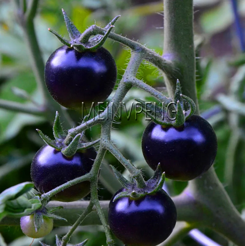 

New 2018!Rare BLACK tomato Bonsai,very Tasty Nutritive heath Vegetables plant,Garden Bonsai Flowers,100flores
