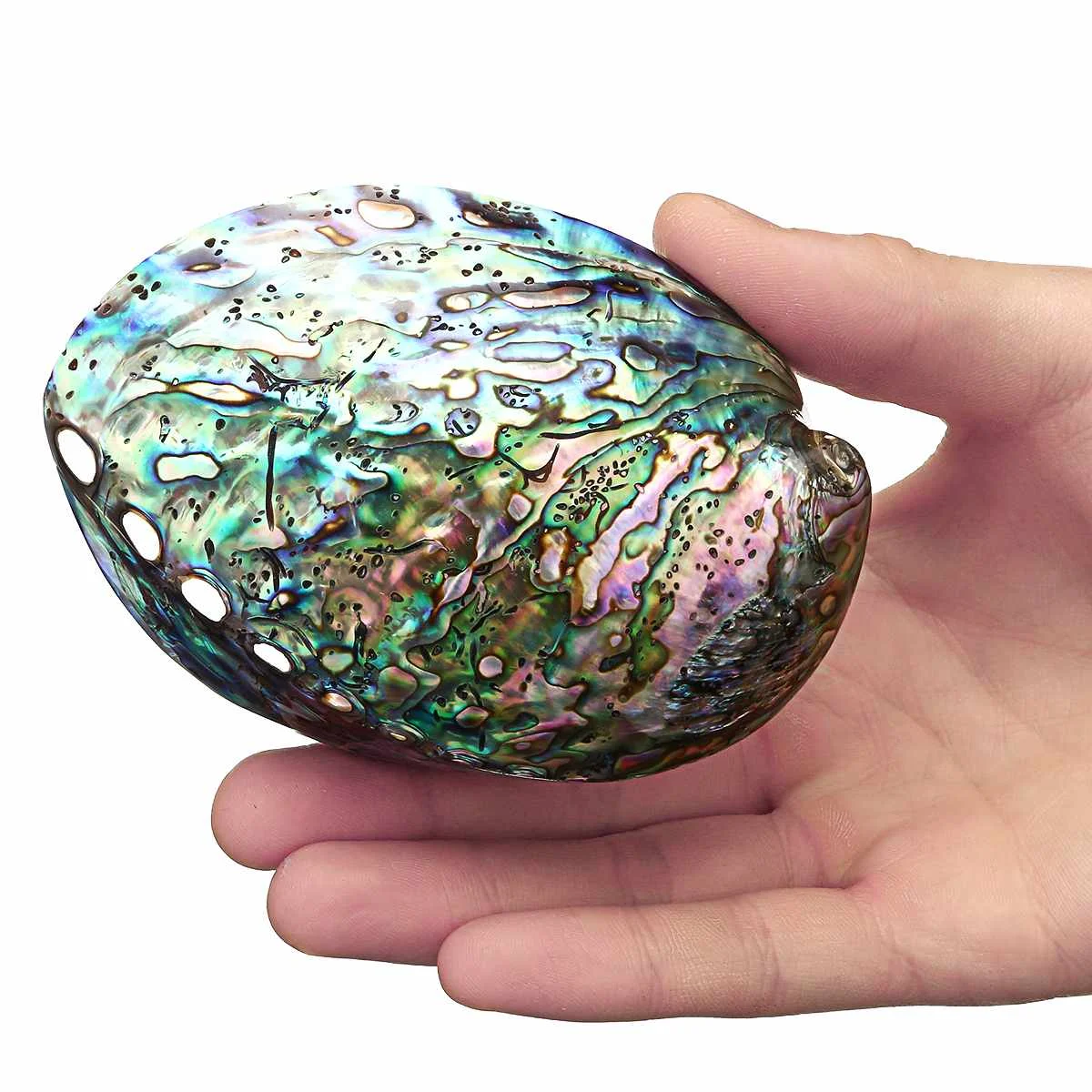 

10-12cm Natural Oyster Paua Abalone Shell Colorful Mother of Pearl Shell DIY Handmade Seashell Conch Home Decoration 2019 New