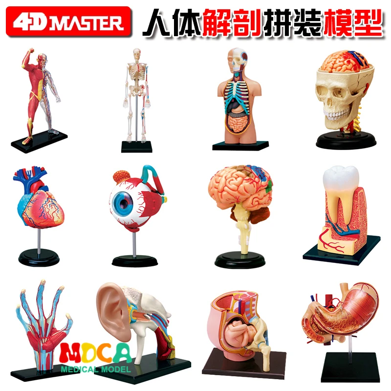 4d マスターパズル組立おもちゃ人体オルガン解剖モデル医療教育のモデル Stationery Set Aliexpress