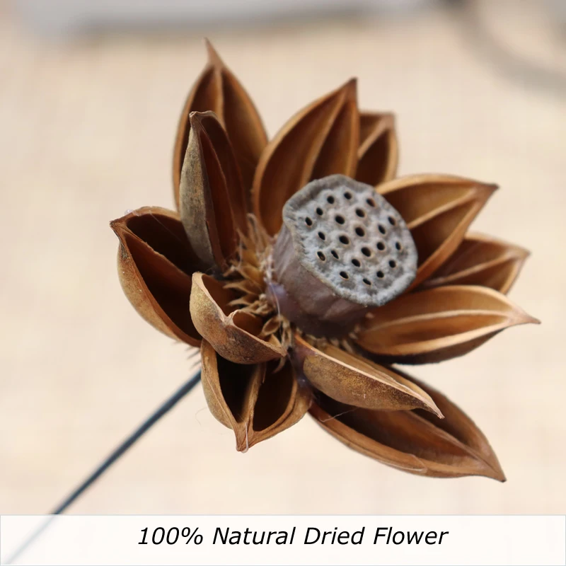 

Handmade Dried Flower Branches Household Daily Festival Decroative Ornaments Dry Lotus Flower for Living Room Table Decoration