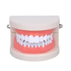 Малый модели зубные Стоматологические стоматолог Зуб модель болезни спецодежда медицинская обучающий инструмент