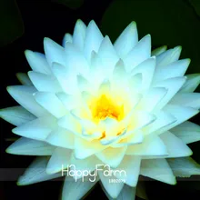 Tempo-Limite!! 1 pçs/saco, Grande Branca de Neve Flor de Lótus Nelumbo Plantas Da Lagoa bonsai, # Q8H1CU(China)