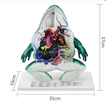 

Frog Dissection Model Zoological Anatomical Model Heart anatomy skull brain medical instruments in trauma esqueleto anatomia
