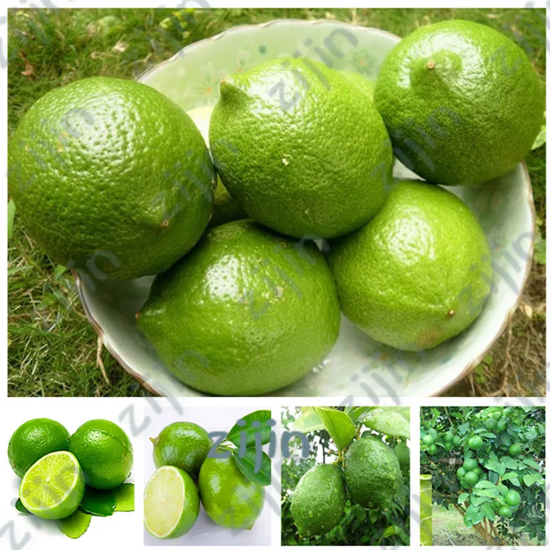 

30PCS/ bag Green Lemon Bonsais Fruit Garden Terrace Outdoor Orchard Farm Family Potted Bonsai Tree Lime Plant for Flower Pot