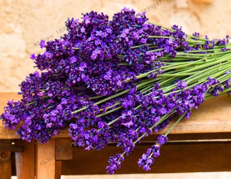 

New Arrival!200pcs English lavender Bonsai,gifts, lavender tea, purple flower Plant, love imported vanilla Garden, free shippin