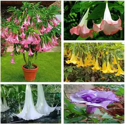 50 шт. дерево bonsais карликовый Brugmansia suaveolens фламенко Ангел трубы бонсай datura bonsais для дома и сада (man tuo luo)