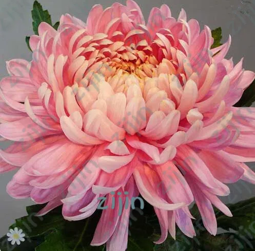 

200Pcs Double Cosmos Perennial Flower Bonsai Chrysanthemum Plant Garden balcony ornamental plants Easy To Grow