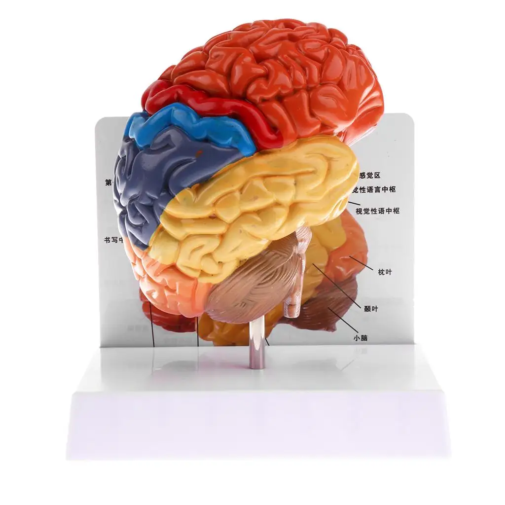  Cerebral anatomical model anatomy 1:1 half brain brainstem medical teaching lab supplies - 32959996820