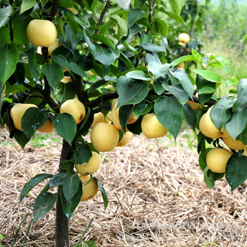 

Wholesale Golden Pear bonsai quality pear fruit potted adequate stock of North and South 20pcs