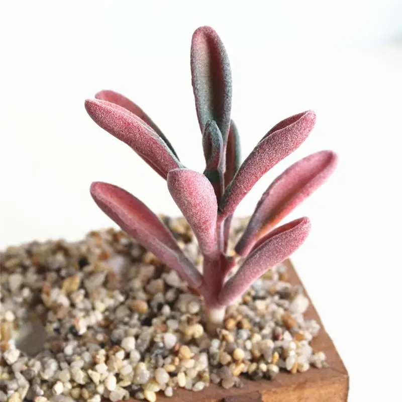 Искусственные суккулентные Ландшафтные цветы лотоса 5 шт. украшения для