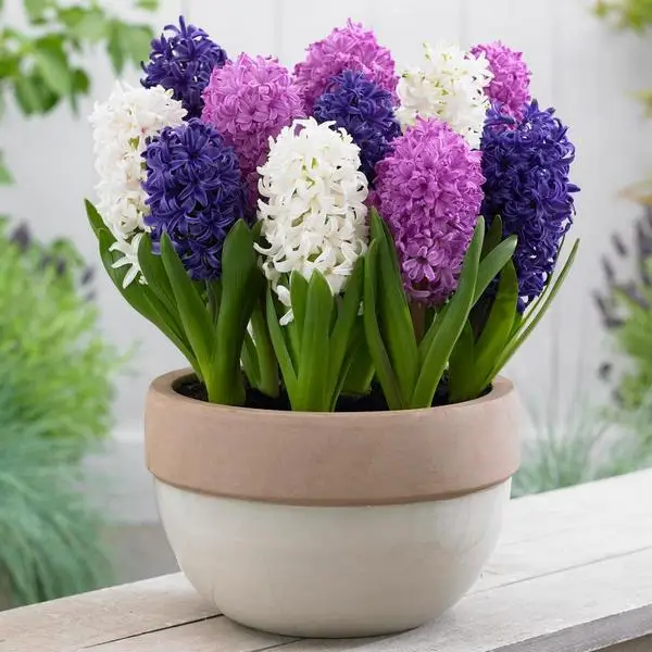 100pcs Hyacinth Bonsai Perennial Hyacinth potted plant Indoor Plant Easy Grow In Pots Bonsai plant flower for home garden 100pcs Hyacinth Bonsai Perennial Hyacinth potted plant Indoor Plant Easy Grow In Pots Bonsai plant flower for home garden