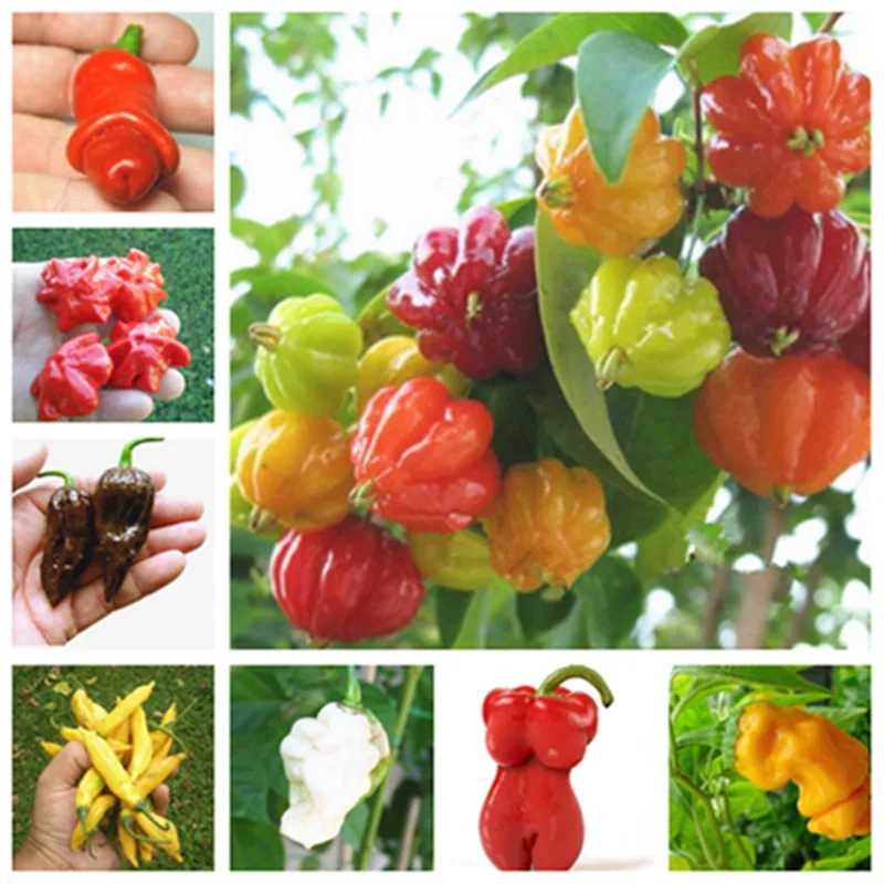 

100 pcs/ bag Multicolored Pepper Hot Capsicum Annuum Balcony Ornamental Super Chili Vegetable Plant Mini Garden Decor