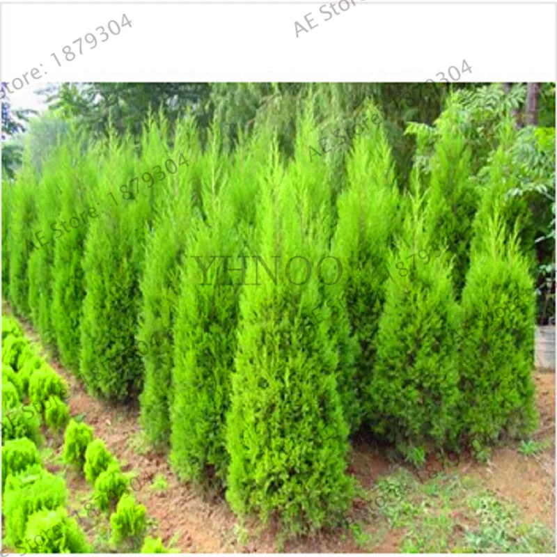 

Lowest Price!20 pcs cypress Tree Bonsai ITALIAN CYPRESS (Cupressus Sempervirens Stricta) Plant Conifer Plantas DIY home garden,