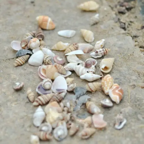 

New Real Sea Shell Beach Mixed SeaShells Mix Sea Shells Shell Craft SeaShells Aquarium Decor