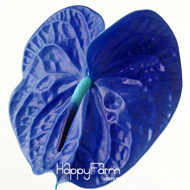 

Sale!100/bag Rare Flower bonsai Blue Anthurium Andraeanu plant Potted Flower flores for DIY Home Garden,#RG4OH1