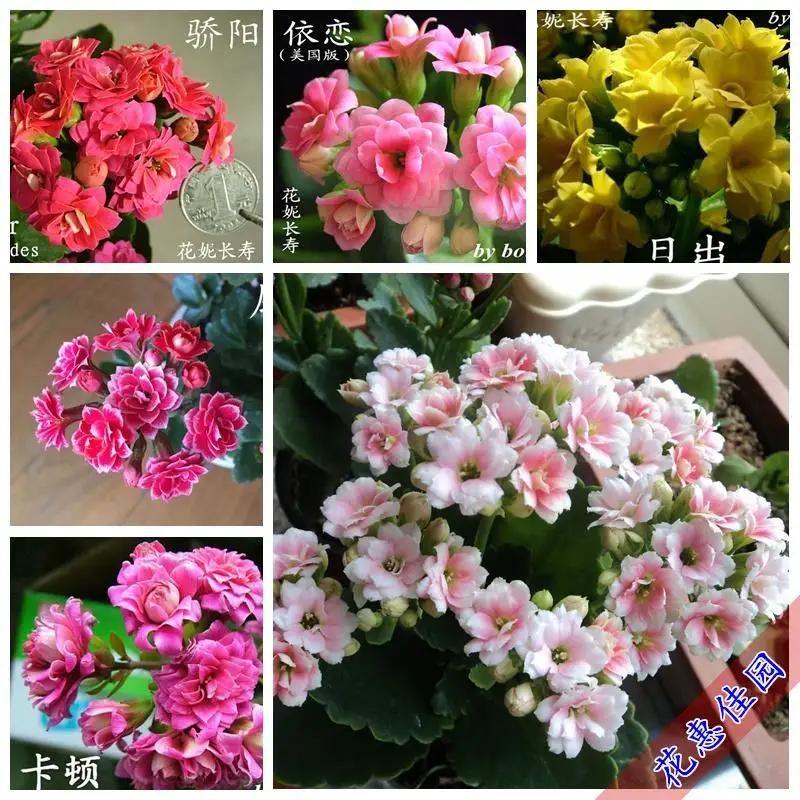 

Kalanchoe potted plants saplings plena potted bonsailings longevity Lunar New Year flower bonsais 50pcs