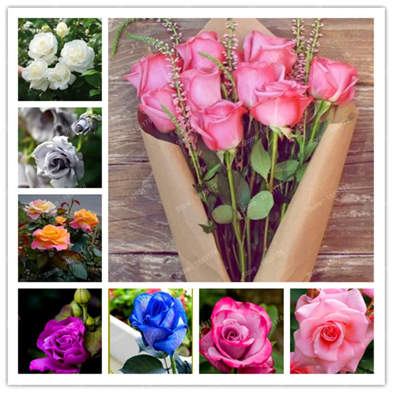 

Four Seasons the Plantas of Flowers Rose Easy to Maintain various color bonsai potted garden plant Hot sale 150pcs/bag