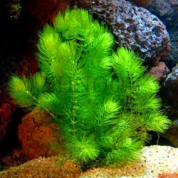 Картинка с форума