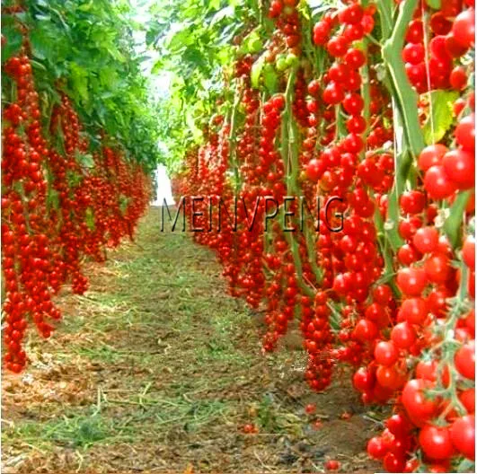 

New Fresh Garden 100pcs/bag cherry tomato Flores. Rare Balcony Organic fruits vegetables Plantas Bonsai Potted plant (red,yello