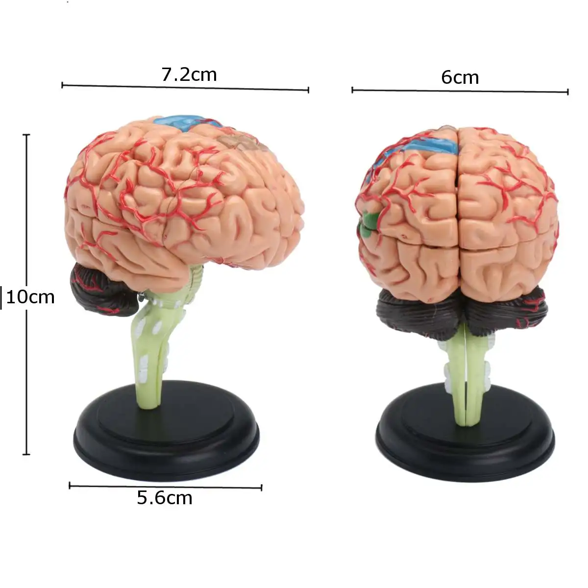 4D анатомический человек, модель мозга Анатомия медицинский обучающий инструмент игрушечные статуи скульптуры медицинская школа использования 7,2*6*10 см