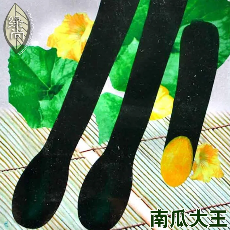 

Pumpkin King bonsai For Grain Super Sweet Black Pumpkin Garden Balcony Potted Vegetable bonsai 10pcs