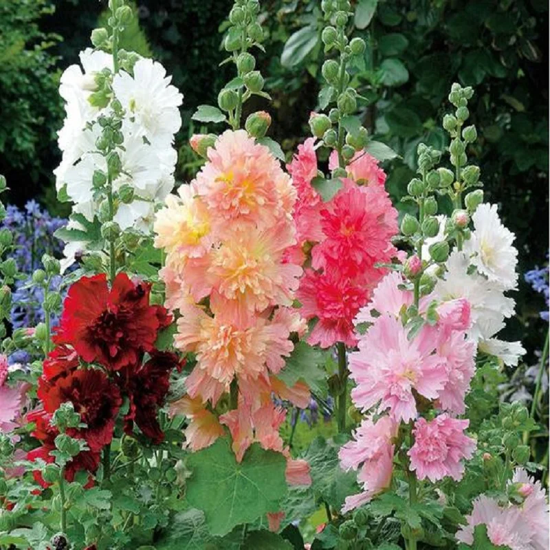 

Real Sementes Factory Price Cheap New Home Garden bonsai 20pcs/lot Hollyhock Country Romance Mix Alcea Rosea Flower