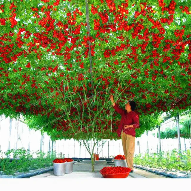 Tomato Bonsai Climbing Tomatoes Delicious Nutritious