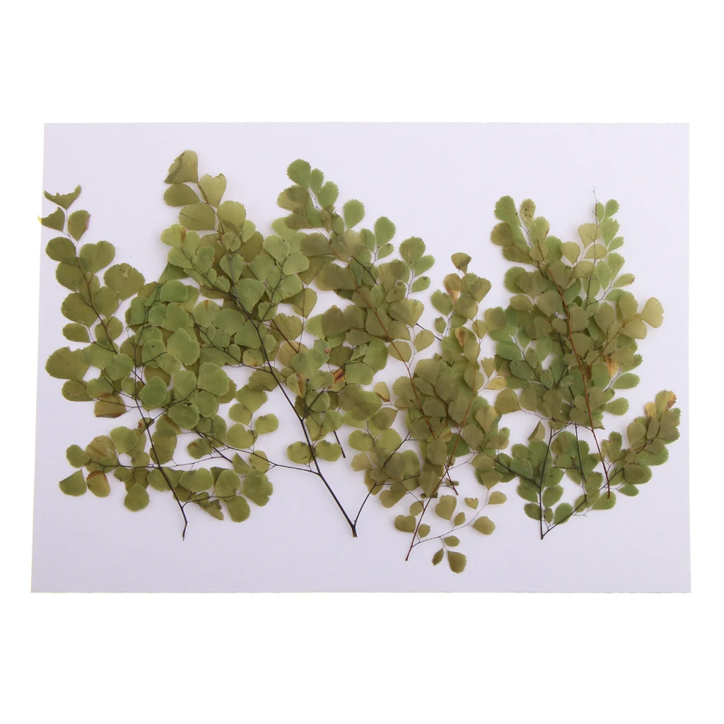 

10 Pieces Natural Pressed Dried Flower Adiantum for DIY Arts Crafts Scrapbooking card making house decoration Dried Flowers