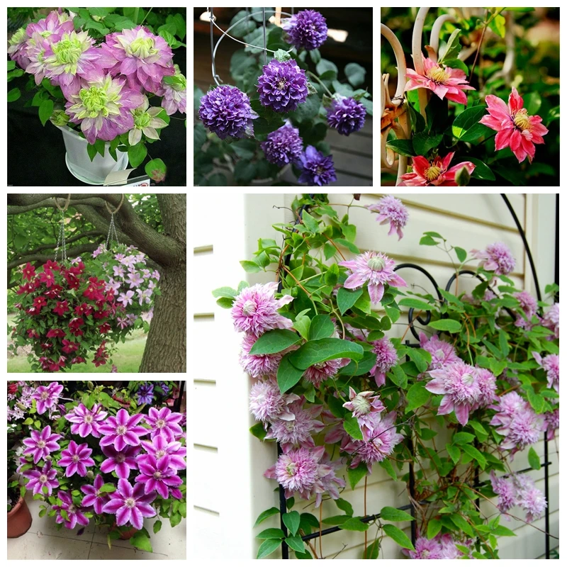 100 pcs / bag Exotic Clematis Bonsai Flower Blooming Clematis Vines Plant Indoor & Outdoor Pot plant for Home Garden Decor